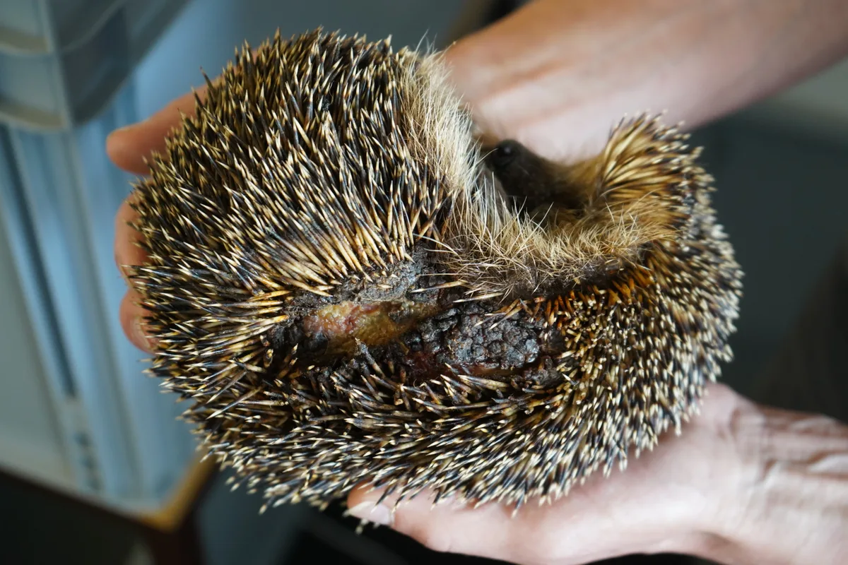 Igel, von Mähmaschine verletzt